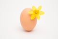 Egg with a small yellow daffodil Royalty Free Stock Photo