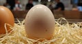 An egg with a smooth, slightly speckled surface rests on a bed of straw. The egg i Royalty Free Stock Photo