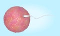 Egg and sperm. Fecundation. 3d illustration