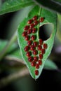 Egg of stink bug on the leaf, red egg insect