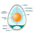 Egg structure vector illustration. Labeled educational anatomy info scheme.