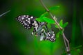 Papilio butterfly or The Common Lime Butterfly or chequered swallowtail hanging on to a plant leaf Royalty Free Stock Photo