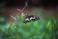 Papilio butterfly or The Common Lime Butterfly or chequered swallowtail hanging on to a plant leaf Royalty Free Stock Photo