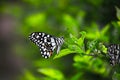 Papilio butterfly or The Common Lime Butterfly or chequered swallowtail hanging on to a plant leaf in natures green background Royalty Free Stock Photo