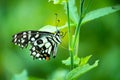 Papilio butterfly or The Common Lime Butterfly or chequered swallowtail hanging on to a plant leaf Royalty Free Stock Photo