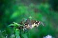 Papilio butterfly or The Common Lime Butterfly or chequered swallowtail hanging on to a plant leaf Royalty Free Stock Photo