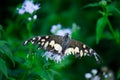 Papilio butterfly or The Common Lime Butterfly or chequered swallowtail hanging on to a plant leaf Royalty Free Stock Photo