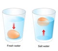 Egg test. Two glasses with Fresh and salt water