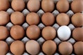An egg white into brown eggs, Visible minority