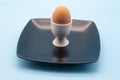 egg in a white cup on a black plate isolated against a blue background Royalty Free Stock Photo