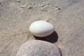 Egg from Wild Duck Found on the Baltic Beach Royalty Free Stock Photo