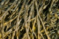 Egg Wrack Seaweed Royalty Free Stock Photo