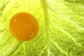 Egg yellow yolk over cabbage leaf