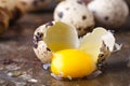 Egg yolk in brocken quail eggs on rustic table Royalty Free Stock Photo