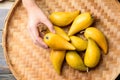 Eggfruit or canistel holding by hand