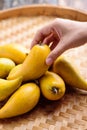 Eggfruit or canistel holding by hand