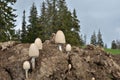Egghead mottlegil mushroom on animal dung Royalty Free Stock Photo