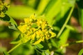 Eggleaf spurge Euphorbia oblongata blooming in San Francisco bay, California; native to Eurasia Royalty Free Stock Photo