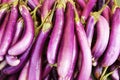 Eggplant Royalty Free Stock Photo