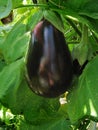 Eggplant Royalty Free Stock Photo