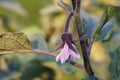 Eggplant blossom, close up view