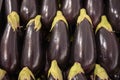 Eggplant aubergine brinjal