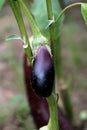 Eggplant or Aubergine delicate tropical perennial annual plant with egg shaped glossy dark purple edible fruit growing in local Royalty Free Stock Photo