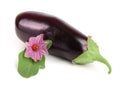 Eggplant or aubergine vegetable isolated on white background Royalty Free Stock Photo