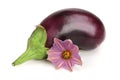 Eggplant or aubergine vegetable isolated on white background Royalty Free Stock Photo