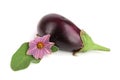 Eggplant or aubergine vegetable isolated on white background Royalty Free Stock Photo