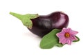 Eggplant or aubergine vegetable isolated on white background Royalty Free Stock Photo