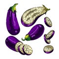 eggplant aubergine vegetable set sketch hand drawn vector