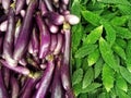 Eggplant and bittergourd Royalty Free Stock Photo