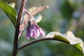 Eggplant blossom, close up view