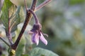 Eggplant blossom, close up view