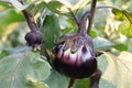 Eggplant blossom, close up view