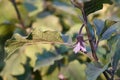 Eggplant blossom, close up view