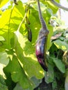 Eggplant , brinjal in early stages.