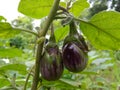 Eggplant ( brinjal ) in Indian agriculture farm