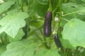 Eggplant/ Brinjal on a plant