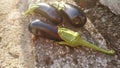 Eggplant close - up. Small aubergines.