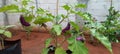 Eggplant vegetable plants start producing Royalty Free Stock Photo