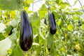 Eggplant field greenhouse