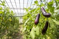 Eggplant field greenhouse