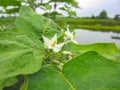 Eggplant flower blooming before it bears fruit, aubergine can cook a variety of dishes