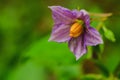 Eggplant flower