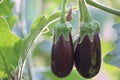 Eggplant flower, Small eggplant, Brinal, Brinjaul, Plant flower - Image Royalty Free Stock Photo