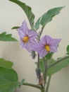 Eggplant flowering stages and ready to bear fruits