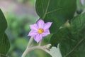 Eggplant flowers blooming on the eggplant plant photo