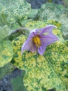 Eggplant Flowers In The Garden